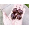 Chestnut American Hybrid Castanea dentata X mollissima Premium Seeds for