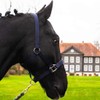 Pferdelinis Halter for Warmblood, Thoroughbred, Cold Blood, Pony - Stable