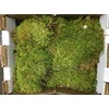 Fresh Sheet Moss. 3 to 5lb Box.