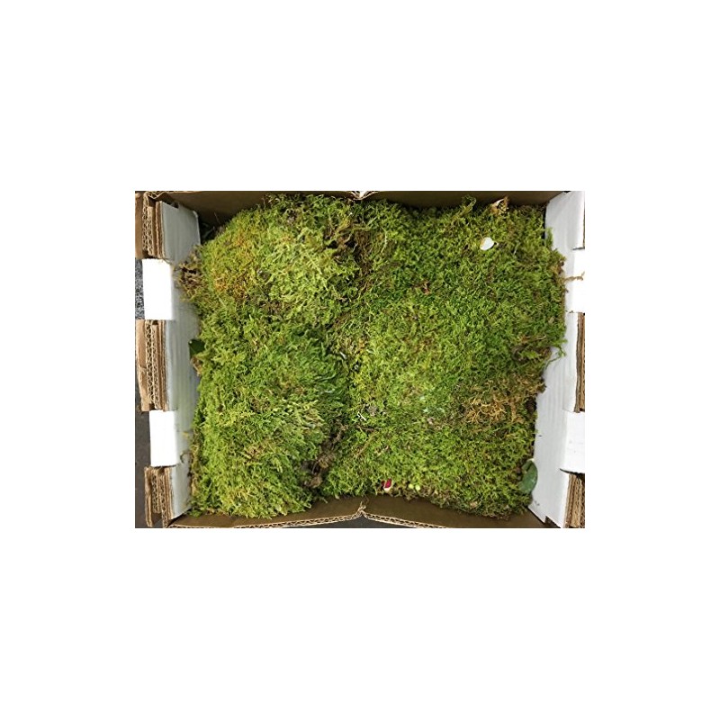Fresh Sheet Moss. 3 to 5lb Box.