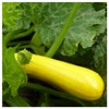 Everwilde Farms - 1 Lb Golden Zucchini Summer Squash Seeds