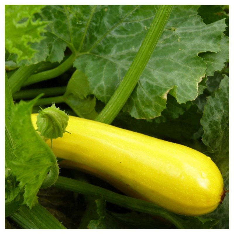 Everwilde Farms - 1 Lb Golden Zucchini Summer Squash Seeds