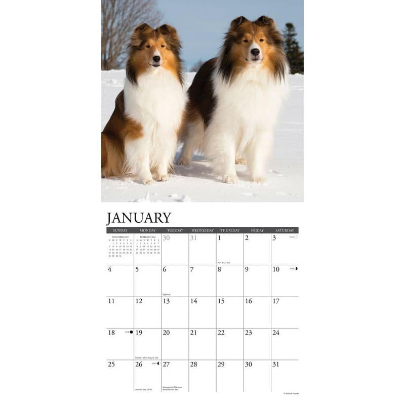 Willow Creek Press, Just Shelties 2026 Wall Calendar, 12'' X