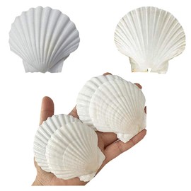 Scallop Shells for Crafts 4-5 Inches, 10pcs Large Sea Shells for Decorating, White Natural Sea Shells for Decoration