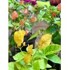 Four multi color bougainvillea live plant. 4” pot 9-15. colors