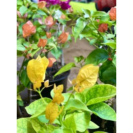 Four multi color bougainvillea live plant. 4” pot 9-15. colors will vary.