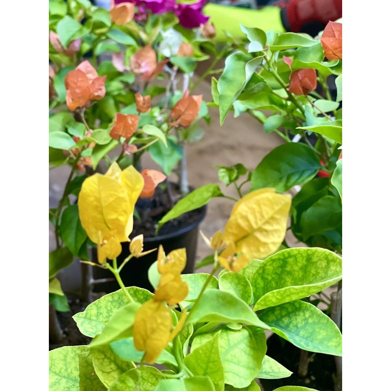 Four multi color bougainvillea live plant. 4” pot 9-15. colors