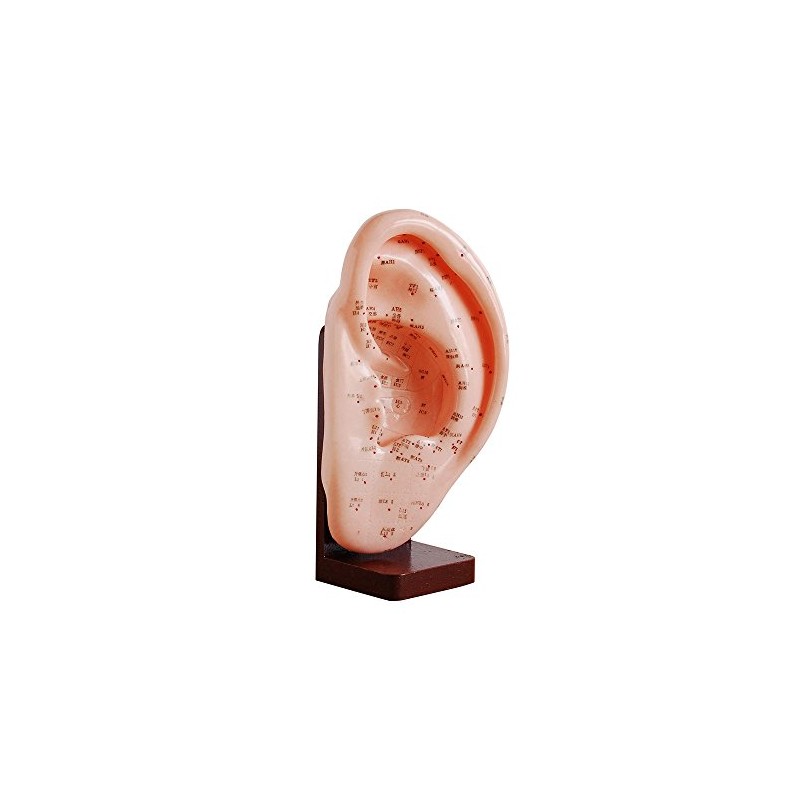 66fit Ear Acupuncture Model - 22cm