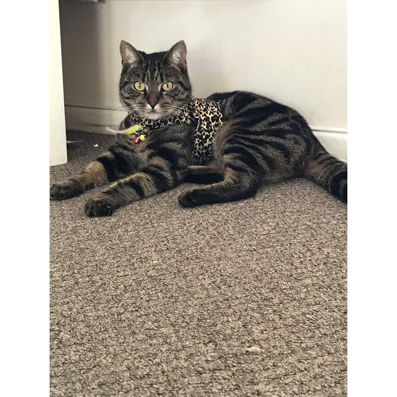 Mynwood Cat Jacket/Harness Cheetah Kitten up to 8month