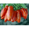 30+ Italian San Marzano Paste Tomato Seeds, Heirloom Non-GMO, Indeterminate,