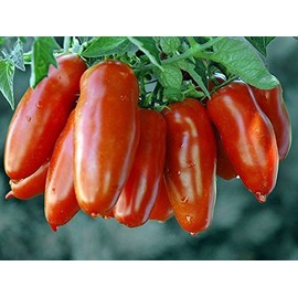 30+ Italian San Marzano Paste Tomato Seeds, Heirloom Non-GMO, Indeterminate, Open-Pollinated, Productive, Delicious, from USA