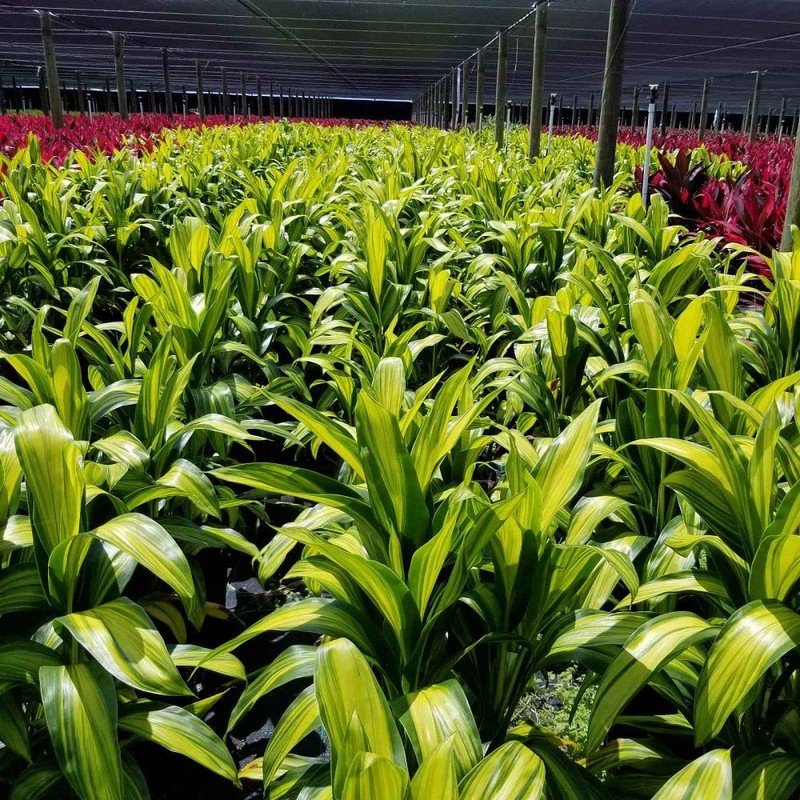 Hawaiian Ti Good Luck Plant Logs 1 Red 1 Green