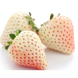 300+ White Alpine Strawberry Seeds: Heirloom, Sweet & Unique Wild Berries