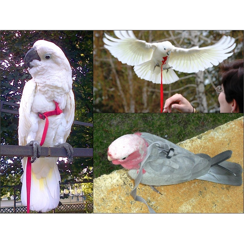 The Aviator Bird Harness, m