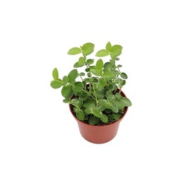 Hoya Cummingiana - 6'' from California Tropicals