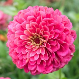 200 Pink Illumination Zinnia Seeds 2 Grams Non GMO Heirloom Elegans Midget USA Harvested pollinator bee Butterfly