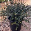 Ilex vomitoria 'Dwarf Yaupon' Holly 'Schillings' 3 Gallon