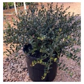 Ilex vomitoria 'Dwarf Yaupon' Holly 'Schillings' 3 Gallon