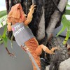 CUSOZWO Bearded Dragon Harness and Leash Set - Cute Lizard
