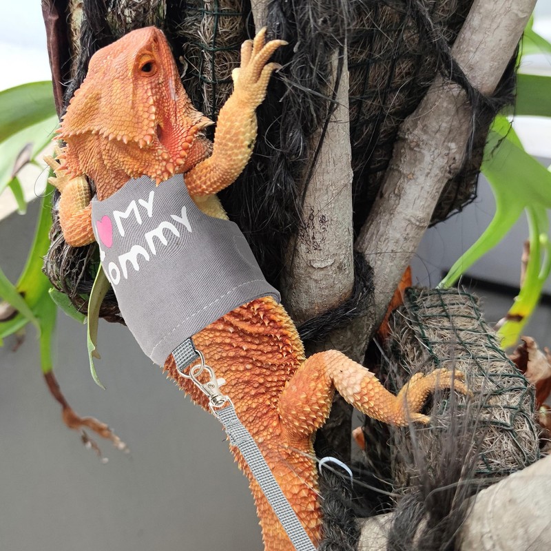 CUSOZWO Bearded Dragon Harness and Leash Set - Cute Lizard