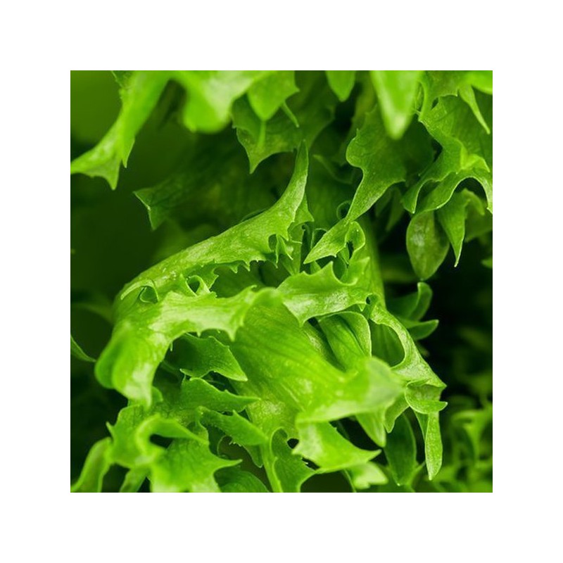 Cham Goods 화이버라이트 프락토올리고당 분말 500g 2팩 FiberLite Fructooligosaccharide Powder