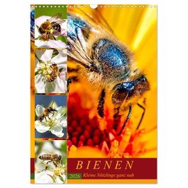 BIENEN - Kleine Nützlinge ganz nah (Wandkalender 2026 DIN A3 hoch), CALVENDO Monatskalender