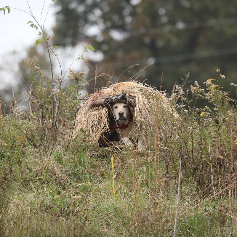 Momarsh InvisiGrass Bundle Packs | Blind Grass Perfect Concealment for