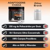 Chaga en Ultra Concentrado 1,000 mg por Dosis - 300