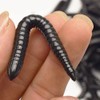 Worms 30pcs Earthworms Maggot Figure Joke Toys for Halloween Decorations