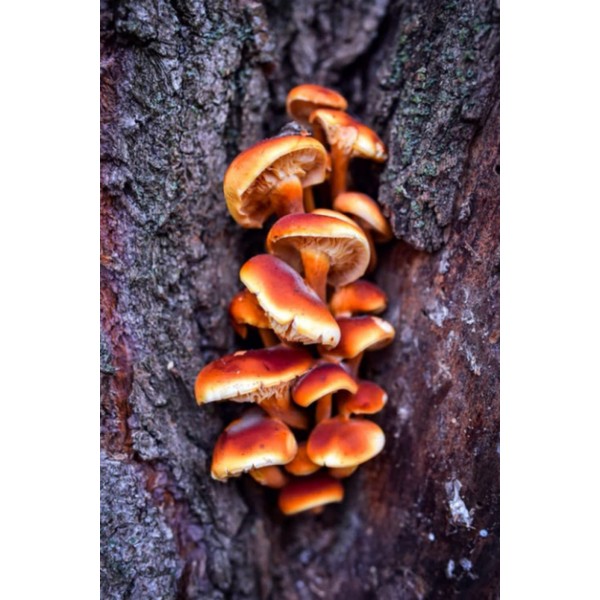 Little Orange Mushrooms Growing in a Tree Journal, Wild Mushrooms