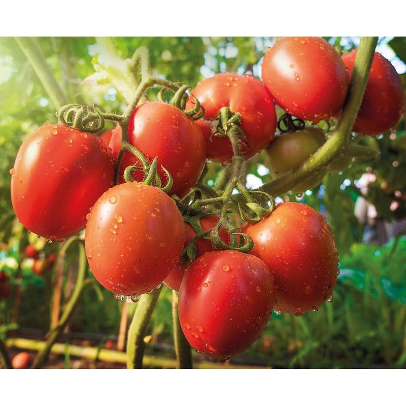 KitchenCraft Eco-Friendly Set of 3 Cotton Produce Bags