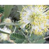 250 Illinois Bundleflower Seeds Mimosa Desmanthus Monarch Butterfly Host Plant