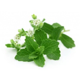 400+ STEVIA REBAUDIANA SEEDS (0.5g) NATURAL SWEETENER ORGANIC NON-GMO USA Seller