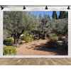 Loccor 9x6ft Fabric Ancient Olive Trees Backdrop Garden of Gethsemane