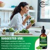 NEW AGE Chlorophyll Liquid Drops - Natural Concentrate – Energy