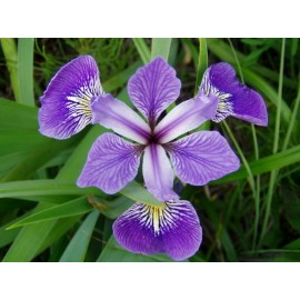 Louisiana Blue Flag Iris Aquatic Hardy Marginal Pond Plant - Buy 2 Get 1 Free