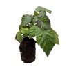 BlackBerry Plants, 'Caddo' BlackBerry Plants - Consistently High Yields! Thornless