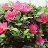 Brussel's Bonsai Live Satsuki Azalea Flowering Bonsai Tree - Small,