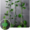 50 Pcs Plant Wall Climbing Clips Green Vine Clip Invisible