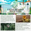 Cistus Incanus Loose Leaf Herbal Tea – Premium Rock Rose