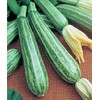 Squash, Summer Cocozelle, Heirloom, 100 Seeds, Great for Cooking, Salad