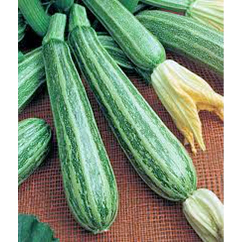 Squash, Summer Cocozelle, Heirloom, 100 Seeds, Great for Cooking, Salad