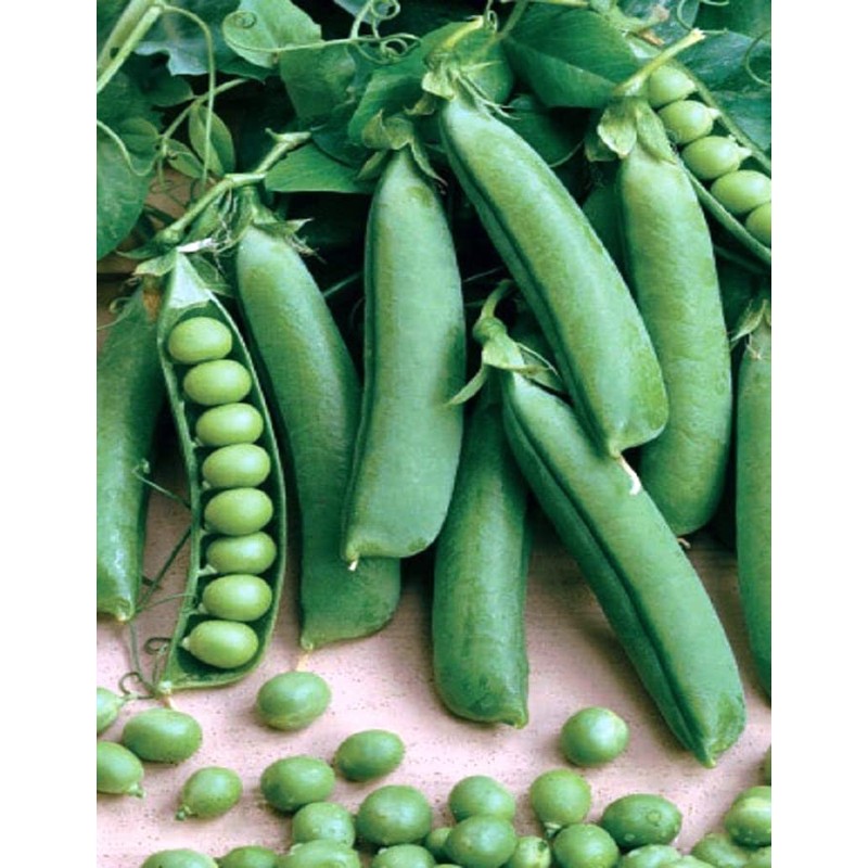 RAISE ME UP: Seeds Sweet Snap Peas Alfa Non GMO