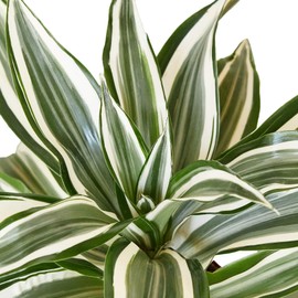 House Plant Shop | Dracaena 'White Jewel' - 4" Pot | Live Indoor Plant | Easy to Care | Natural Décor Plant | Great Gifts| Free Care Guide