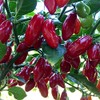 Wayland Chiles Yuquitania Seeds