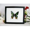 A Real Exotic Prepared Butterfly in Picture Frame Wall Picture