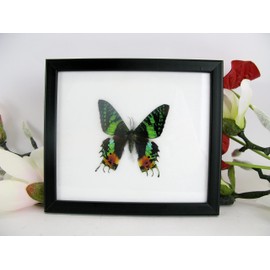 A Real Exotic Prepared Butterfly in Picture Frame Wall Picture Display Case Entomology Taxidermy 20 x 17 x 2 cm (Madagascan-Sun Set Moth)