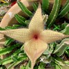 Starfish Stapelia succulent Starter plant
