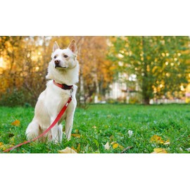 PenSeepet Basic Dog Leashes 6 FT Padded Handle Nylon Dogs Leashes for Medium Dogs Red