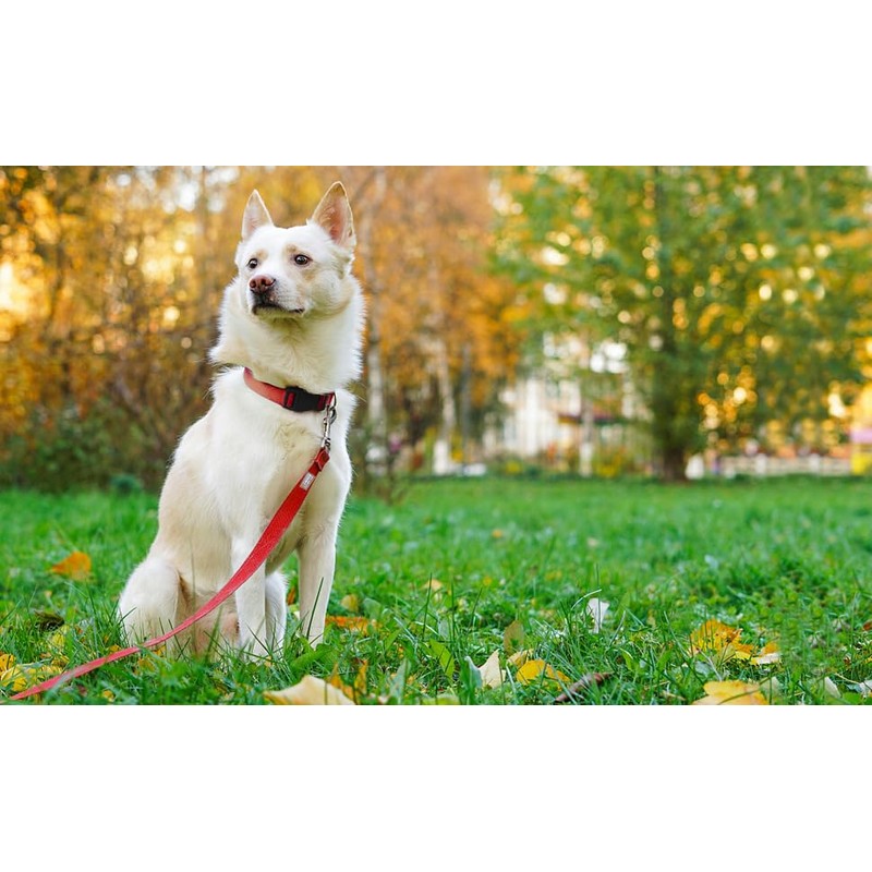 PenSeepet Basic Dog Leashes 6 FT Padded Handle Nylon Dogs